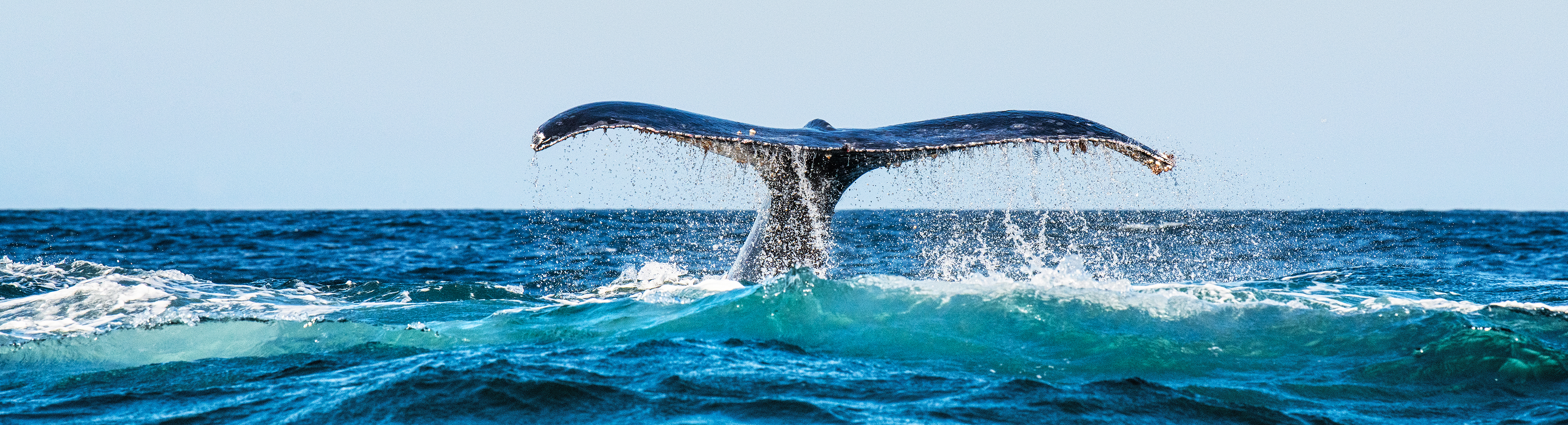 World Whale Day