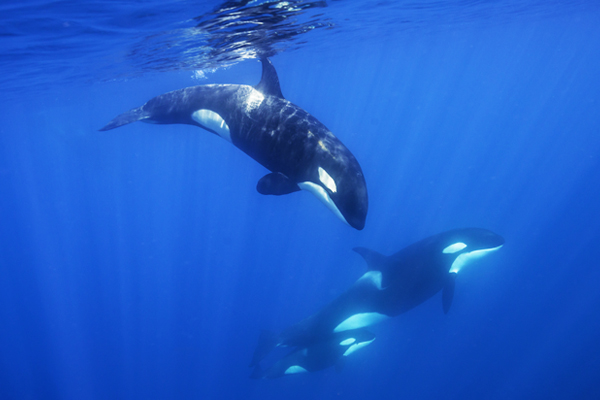 Killer Whale