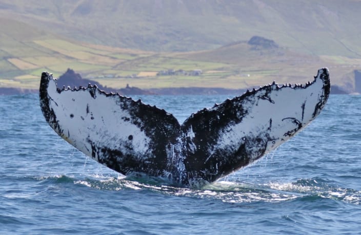 After 16 years, breeding ground for humpback whales discovered