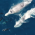 Watch amazing footage of whales and dolphins playing together&nbsp;
